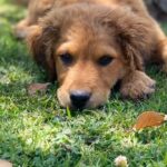 Maura Rivera Instagram – Hice este video para que conozcan cómo llegó y cómo está nuestro SIMBA 🐶
Y No se si es la canción o su historia pero me emociona mucho verlo 🥺😢
La decisión más hermosa ,una vez más graciasss!!!!! @ayudacallejeros y @markgonzalez11 porque la decisión no fue solo mía ❤️ ojalá esta história sirva para que se motiven adoptar
Cuando me preguntan qué raza es digo con orgullo “ninguna es adoptado”