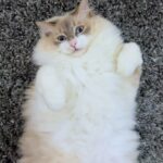 Maura Rivera Instagram - Comparte Un Tom de la suerte para que tu vida sea silenciosa y relajada 😂🩵🤍 #gatos #gatotom #relax #adoptanocompres #nocompresadopta #vidadegatos