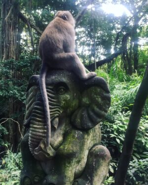 Max Carver Instagram - Homies 🐒🐘