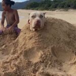 Max Holloway Instagram - When you want to escape but remember that they provide you with love, food and water 😂
