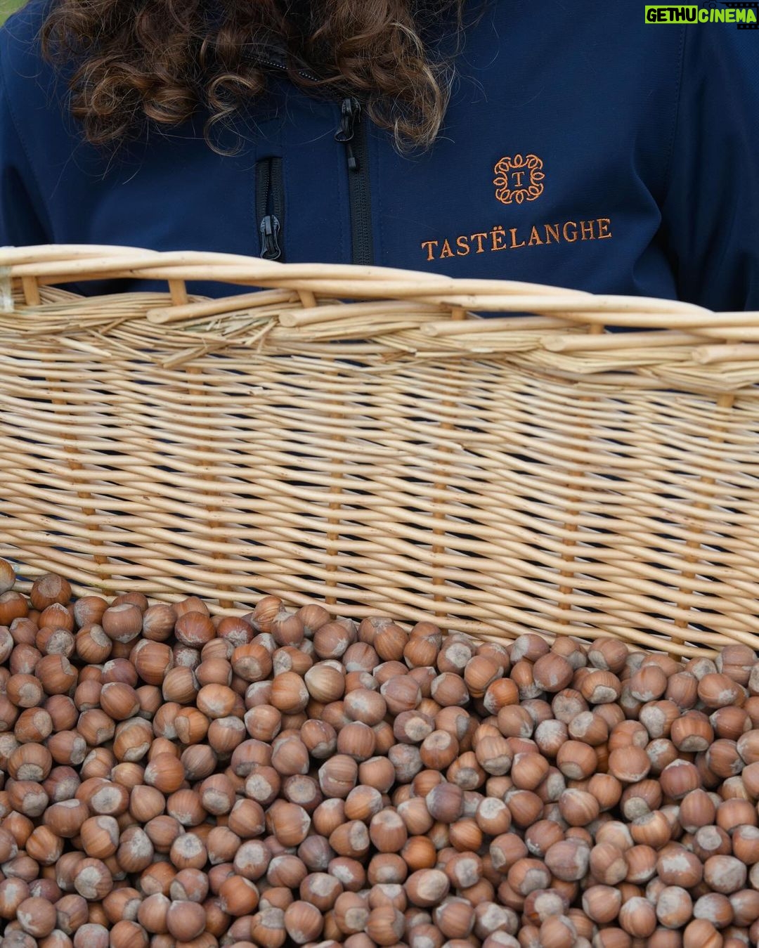 Maxime Bouttier Instagram - Exploring Piemonte’s hazelnut farms on the ground, then soaring above in a hot air balloon with @harlanholden.coffee 🌰🎈✨ Shout out to our italian photographer @robifortunato #harlancoffee #becausehazelnut