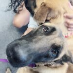 Meagan Good Instagram - Just dropped The Girls to the academy 😭 .. miss them already 🥺 Day ☝🏾. Stay tuned 👀 @DeltaK9Academy 🐾 #MalinoisMommy #TheGirls #Hero #Captain 👊🏾