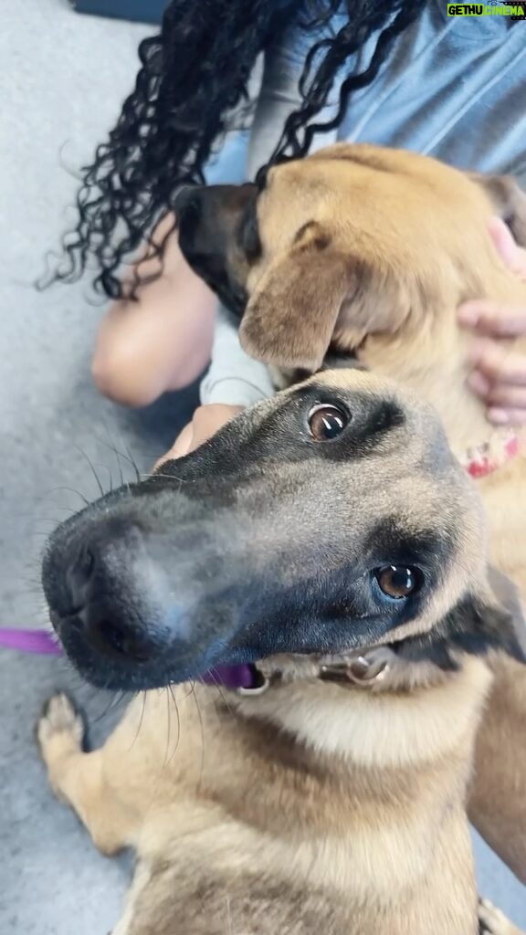 Meagan Good Instagram - Just dropped The Girls to the academy 😭 .. miss them already 🥺 Day ☝🏾. Stay tuned 👀 @DeltaK9Academy 🐾 #MalinoisMommy #TheGirls #Hero #Captain 👊🏾