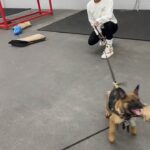 Meagan Good Instagram - #BISHOP Pʟᴀʏɪɴ 0 ɢᴀᴍᴇs 👀. ᴛʜᴀɴᴋ ʏᴏᴜ @DELTAK9ACADEMY ғᴏʀ ғɪɴᴅɪɴɢ ᴛʜɪs ʟɪʟ ᴍᴏɴsᴛᴇʀ + ᴛʀᴀɪɴɪɴɢ ʜɪᴍ ᴜᴘ 👀 . Pʀᴏᴜᴅ #MalinoisMommy #TheMalfia 🐺