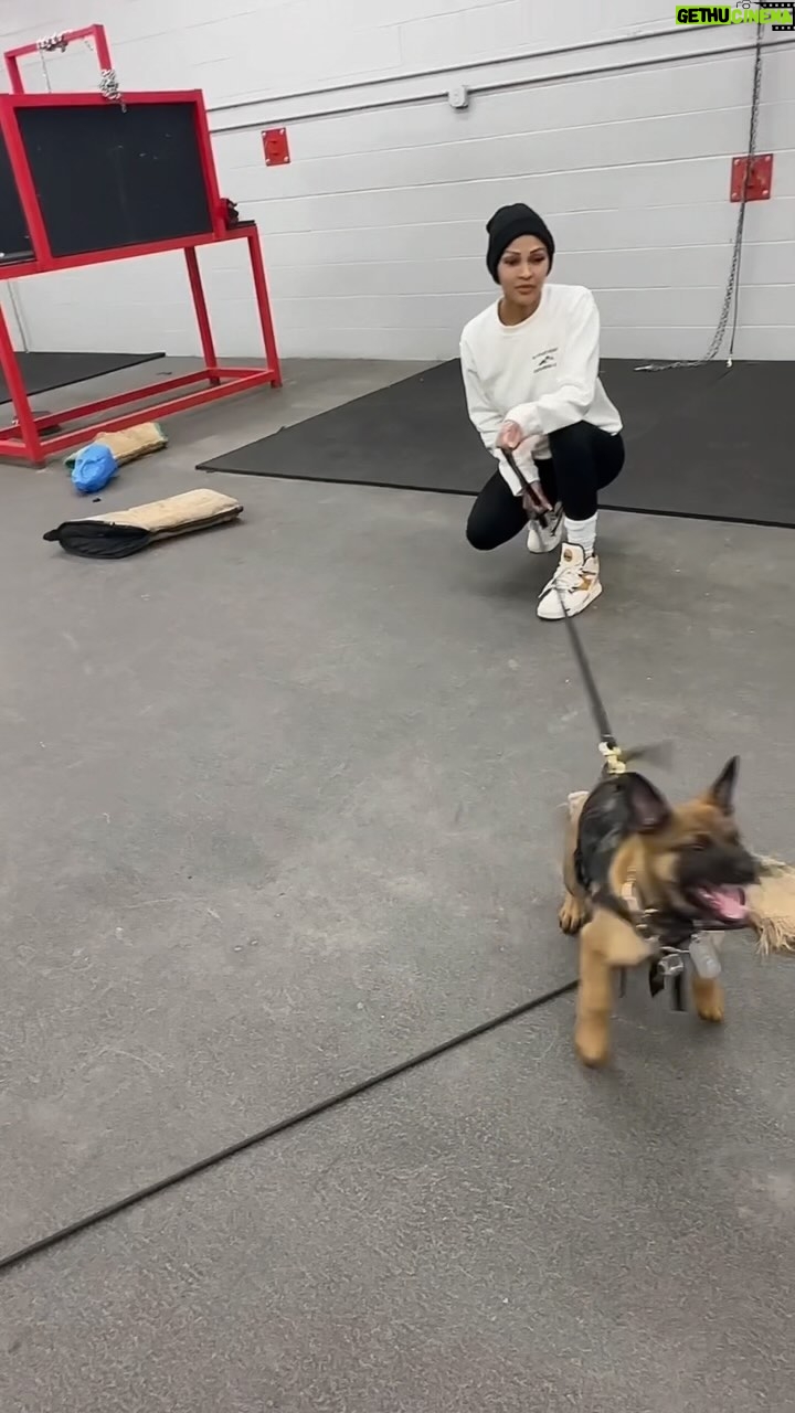 Meagan Good Instagram - #BISHOP Pʟᴀʏɪɴ 0 ɢᴀᴍᴇs 👀. ᴛʜᴀɴᴋ ʏᴏᴜ @DELTAK9ACADEMY ғᴏʀ ғɪɴᴅɪɴɢ ᴛʜɪs ʟɪʟ ᴍᴏɴsᴛᴇʀ + ᴛʀᴀɪɴɪɴɢ ʜɪᴍ ᴜᴘ 👀 . Pʀᴏᴜᴅ #MalinoisMommy #TheMalfia 🐺