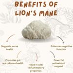 Megha Gupta Instagram - 𝐀𝐝𝐚𝐩𝐭𝐨𝐠𝐞𝐧𝐢𝐜 𝐦𝐮𝐬𝐡𝐫𝐨𝐨𝐦 : 𝐋𝐢𝐨𝐧𝐬’ 𝐌𝐚𝐧𝐞 Whatever I say for this beautiful looking mushroom is less. This is one mushroom that keeps showing up in my life. I take it every morning without fail. On good days it makes everything better and I’m not so good days it makes everything fantastic. Extremely good for memory and focus, it helps in cognitive function. Lions’ mane mushroom has been shown to protect against dementia, reduce anxiety and, most intriguingly, repair nerve damage. It reduces inflammation and that’s exactly what you want, in todays’ times. Hope this helps, breathe well, megha #health #wellness #Biohacking #nervehealth #adaptogenicmushrooms #mushrooms #theMagicOfMushrooms #ootd #lionsmane #memory #focus #MeghaGupta