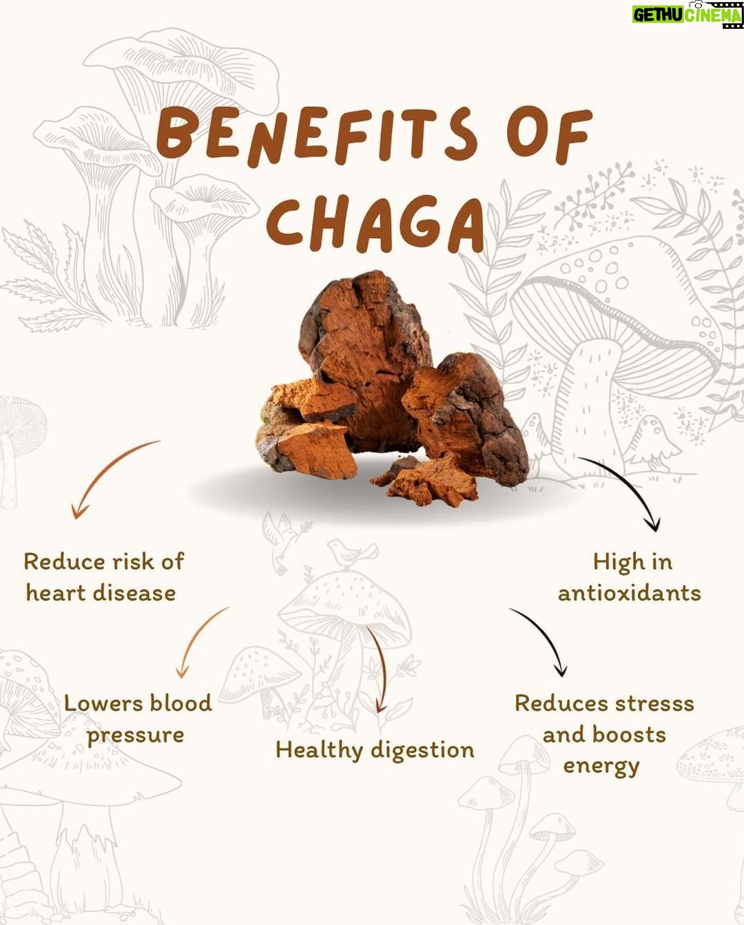 Megha Gupta Instagram - I remember being introduced to this adaptogenic mushroom Chaga a few years ago. I was in Amsterdam for @biohackersummit and I was down and out with a bad cough, barely being able to speak. The good people at @london.nootropics let me to @kaapamushrooms and made me have a few drops of this magical thing. Magically, I was as good as new within a few minutes. I was flabbergasted to say the least. I bought the whole shop and diligently started using them in my daily routine. Game changer to say the least. Best thing for immunity, ever. Completely natural, comes from Earth Mother and has sacred powers. Never not having this or feeding the same to my loved ones 💜 #adaptogens #mushrooms #adaptogenicmushrooms #chaga #immunity #immunitybooster #immunitysupport #health #wellness #mushroom #ootd #heal #biohacking