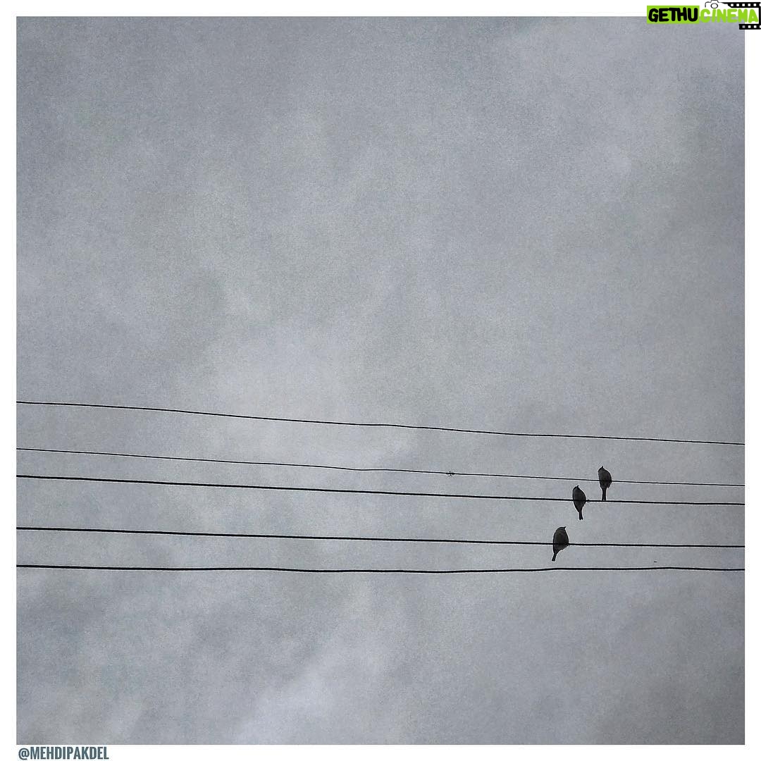 Mehdi Pakdel Instagram - . نوازنده باید بنوازد، نقاش باید نقاشی کند و شاعر باید بسراید تا با خود در آرامش کامل باشند. انسان چیزی را که میتواند باشد، باید باشد./آبراهام ماسلو . #صپی_جمعه#مهدی_پاکدل #عکاسی #سیاه_سفید #پرندگان #ایران #سیمی_برق Iran
