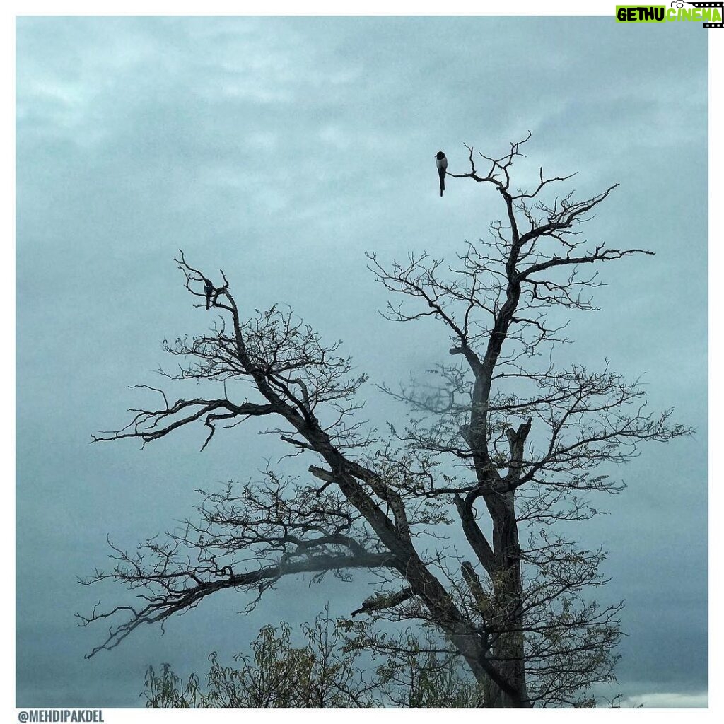 Mehdi Pakdel Instagram - . پرندگان می‌سُرایند تنها بمانید با جهان و حقارت‌هایش . #عکس #عکاسی #عکسنوشته #بی_تار #عجب Kurdistan Province