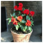 Mehdi Pakdel Instagram - صبح است ساقیا قدحی پر شراب کن دور فلک درنگ ندارد شتاب کن/ حافظ Tehran, Iran