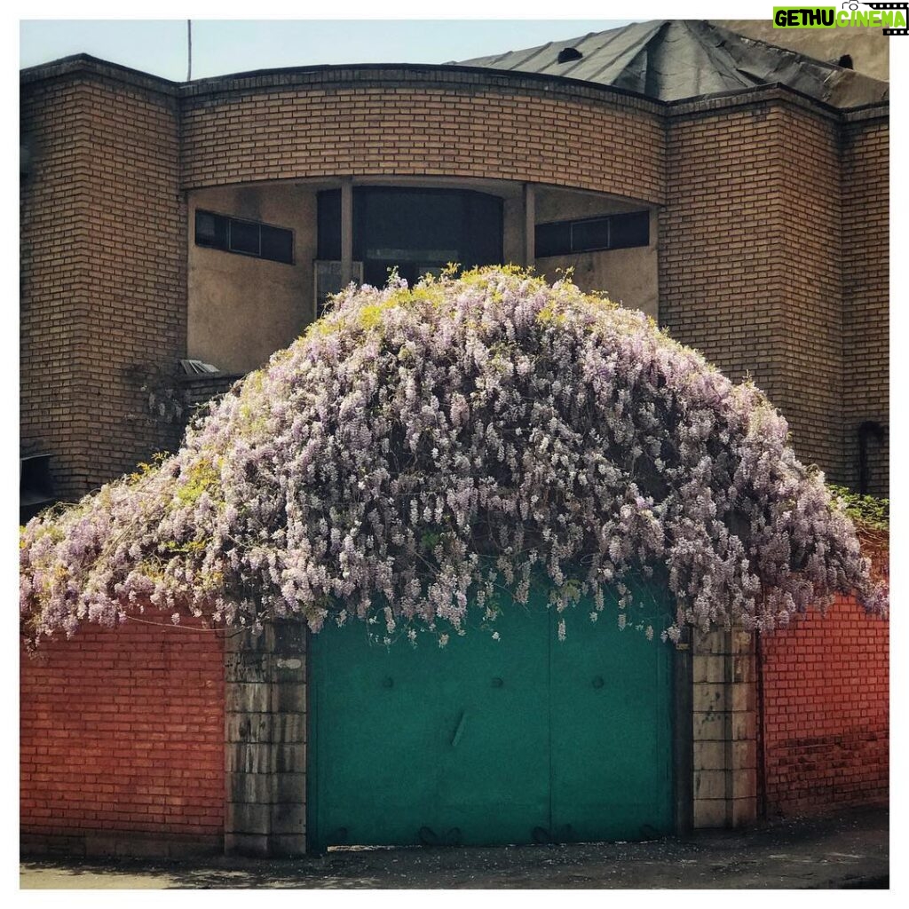 Mehdi Pakdel Instagram - • شهر با همه‌ی سیمان‌هایش با همه‌ی تیر‌آهن‌هایش با آمدن بهار شکست خود را می‌پذیرد. Tehran, Iran
