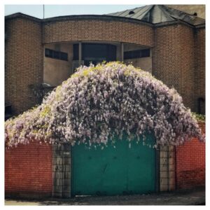 Mehdi Pakdel Instagram - •
شهر
با همه‌ی سیمان‌هایش
با همه‌ی تیر‌آهن‌هایش
با آمدن بهار
شکست خود را می‌پذیرد.