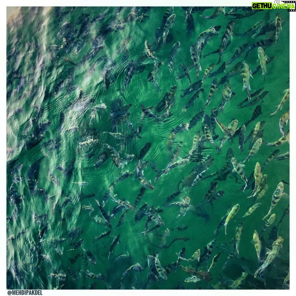 Mehdi Pakdel Instagram - من خلاق نیستم، من تنها، خیالِ گذشتگان را مرور می‌کنم. همین! . #عکس #عکاسی #دریا #ماهی #رنگ #هزارافسان