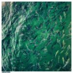 Mehdi Pakdel Instagram – من خلاق نیستم، من تنها، خیالِ گذشتگان را مرور می‌کنم. همین!
.
#عکس #عکاسی #دریا #ماهی #رنگ #هزارافسان