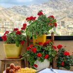 Mehrave Sharifinia Instagram - ' تاریخ: سه‌شنبه. بهار چند سال قبل _________________________ نامه‌ی یازدهم دکتر جان چقدر غر می‌زنید! زیره دوست ندارم که ندارم! بالاخره ذائقه‌ی آدم‌ها با هم فرق دارد. بله، معلوم است که دلم می‌خواهد سریع لاغر بشوم ولی نباید مرا شکنجه بدهید که! همین‌که این همه روز سمت فست‌فود نرفتم باید خدا را شکر کنید. شما اصلا حال مرا درک نمی‌کنید. خوردن اندکی زولبیا و بامیه که ترس ندارد! اصلا به آن مضری که شما فکر می‌کنید نیست. همه‌اش یک شب است دکتر! من احتیاج دارم یک روز روزه بگیرم، برای افطار بروم منزل عمه‌ام تا برایم کتلت بپزد و چایم را با زولبیا و بامیه بخورم. همین. قول می‌دهم هیچ خللی در رژیمم ایجاد نشود چون آن‌قدر آن‌ها را با عشق خواهم خورد که همه‌اش تبدیل به انرژی مثبت در وجودم می‌شود و حتی یک گرمش هم چربی نخواهد شد. دکتر جان اصلا نباید از شما اجازه می‌گرفتم. باید می‌رفتم، می‌خوردم، می‌آمدم و می‌گفتم که بله بنده یک شب رژیمم را شکستم؛ آن‌وقت شما مجبور بودید با من سازش کنید و مثل الان نمی‌توانستید به من زور بگویید. دکتر جان فیلم «انجمن شاعران مرده» را باید ببینید. اگر ببینید دیگر این‌قدر سخت‌گیری نمی‌کنید. دم را غنیمت می‌شمارید و به من می‌گویید برو یک شب حالش را ببر ولی دوباره از فردا با انرژی کامل به تعهدت وفا کن. اصلا آدم را از صداقت‌داشتن پشیمان می‌کنید. من تمامِ افطارهای همه‌ی ماه‌رمضان‌های عمرم چه روزه بودم چه روزه نبودم تا آن‌جا که در توان داشتم زولبیا و بامیه خوردم. نخیر دکتر جان این اضافه وزن مربوط به فست‌فود است، ربطی به ماه رمضان سال‌های قبل ندارد. دکتر جان این نیاز روح من است. کاری نکنید کلا قید رژیم را بزنم و همه چیز را رها کنم! یک شب است دیگر! چقدر بدقلقید! نباید به دختری که پنج کیلو و ششصد گرم وزن کم کرده جایزه داد؟ دکتر جان تا هدف نهایی فقط چهار کیلو و چهارصد گرم باقی مانده! دکتر این‌همه سخت‌گیری فقط به خاطر حذف آن زیره‌ی موذی است؟ چقدر کینه‌ای هستید! نخیر من لجباز نیستم. مگر شما ساقه‌طلایی محبوبم را از من دریغ کردید من لجبازی کردم؟ من فقط از زیره متنفرم. دکتر جان وقتی رابین ویلیامز، بازیگرِ نقشِ معلم رویاییِ «انجمن شاعران مرده» با آن دیالوگ‌های تاثیر‌گذار و بازی درخشان و بسیار باورپذیرش، تصمیم می‌گیرد به زندگیِ واقعیِ خودش خاتمه دهد، یعنی همه چیز در این جهان امکان‌پذیر است. دکتر چرا حرف مرا گوش نمی‌دهید؟ دکترررررررررر... با احترام و عصبانیت شدید متمایل به قهر ' ' ' #نامه #روزنگار '