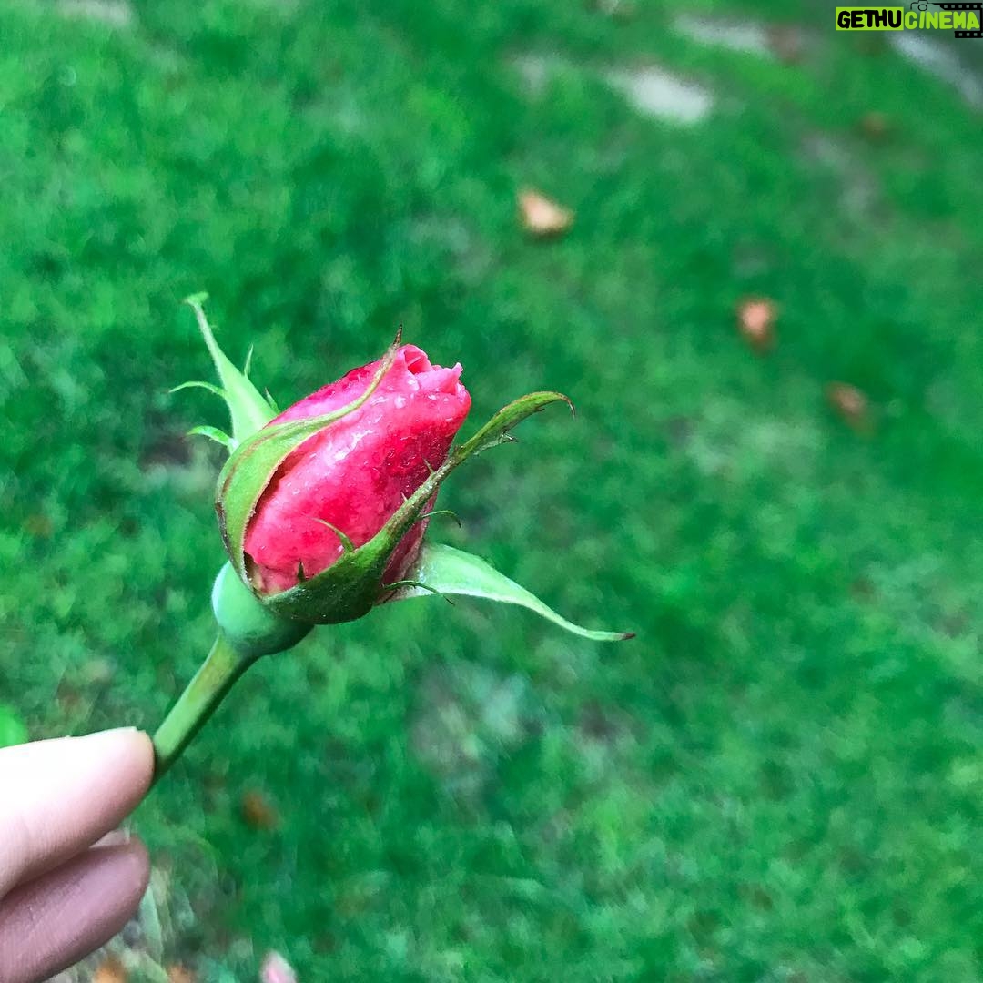 Mehrave Sharifinia Instagram - 🍁🌹🍂’ غنچهی پاییزی