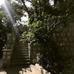 Mehrave Sharifinia Instagram - ... مثلا از آن پشت پیدا شوی و دو تا یکی پله‌ها را پایین بیایی، من این‌جا، زیر همین درخت توت ایستاده باشم و تو را نگاه کنم، مرا نبینی و بی‌مکث بروی... بعد، من، آن‌قدر دیوانه باشم که هر روز، ساعت شانزده و سی دقیقه‌ی بعد از ظهر، همین‌جا، زیر همین درخت توت پیر شوم، به انتظارِ تماشای دوباره‌ی قدم‌های تو... ‘ ‘ ‘ (جهت گیردادن‌های احتمالی: طبیعتا درخت توت بالای سر خودم است و در عکس دیده نمی‌شود😬) ‘ از سری عکس‌های پله و تخیل ‘ 📝&📷:mehrave ‘