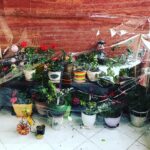 Mehrave Sharifinia Instagram - 🌸🌼🥀🌹🌺❄️🌨🌪☃️⛈... مراقبت از گل و گیاه‌های خود را در سرما به ما بسپارید. ‘😬 پارسال همه‌ی گل‌هام از سرما دار فانی رو وداع گفتن برام درس عبرت شد امسال سفت و سخت مراقبشونم. ٬ انگار حتما باید از دست بدی تا آدم بشی و قدر بدونی و حواست به چیزی که دوست داری باشه! ٬ البته همین‌که می‌تونی درس عبرت بگیری عالیه. بعضیا رو دیدم که حتی با از دست دادن هم عوض نمی‌شن، انگار فرقی به حالشون نمی‌کنه، همون روش گند قبل رو ادامه می‌دن و هی از دست می‌دن! ٬ لابد کلا مهم نیست ‘ ‘ #گل #گلدان #گلدون #گلخونه #flowers #flowerbox #mood #winter #cold