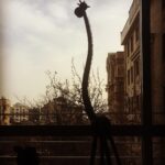 Mehrave Sharifinia Instagram - 🌱... اندك خاطرات خوبِ سال ٩٥ رو براى خودمون نگه داريم و بريم به سوى سال جديد با افق روشن 🌹. "لبخندهاى احمقانه ى يك زن به روز شد"