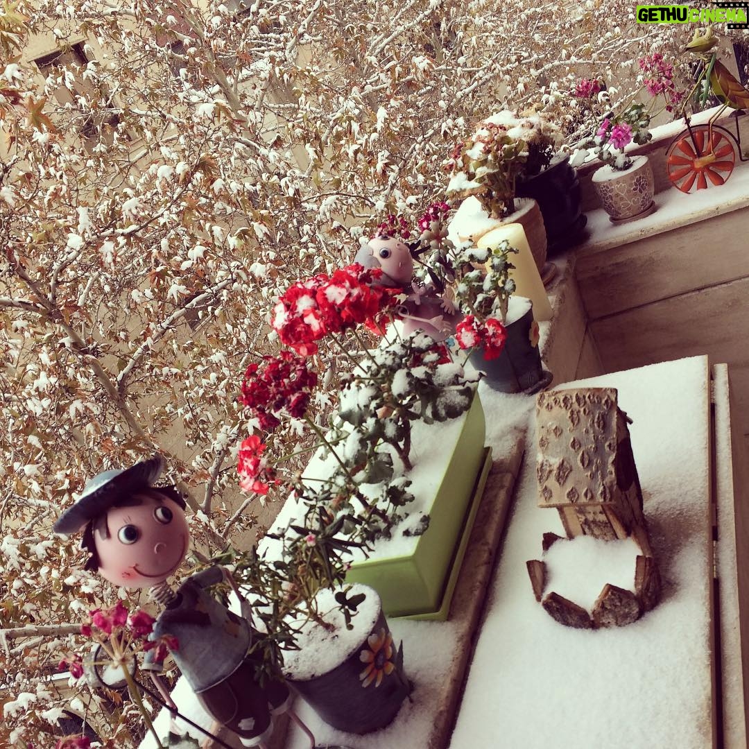 Mehrave Sharifinia Instagram - 😱😔❄️... در سرما مراقبت از گل ها و گياهان خود را به من بسپاريد!ا 😒🌹🍁🍂🌼🌸🌻🍃❄️