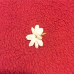 Mehrave Sharifinia Instagram - 🌸ا عطر ياس معجزه مى كند هرقدر هم كه رنجيده خاطر و مغموم باشى