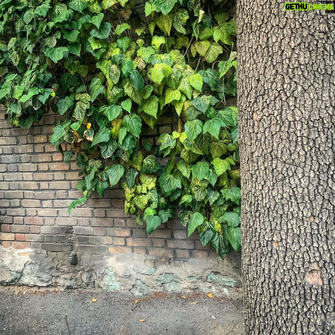 Mehrave Sharifinia Instagram - ' سوال: دوست داشتید دومین جمعهی تابستانِ خود را چگونه بگذرانید؟ جواب: به نام خدا دوست داشتم در دومین جمعهی تابستان تا ظهر زیر باد خنک کولر بخوابم... که خوابیدم اما دلم نمیخواست اینقدر نگران باشم که هستم. دلم نمیخواست دائم به کانالهای خبری سر بزنم تا بفهمم قیمتها با چه سرعت سرسام آوری بالا میروند و آمار تلفاتِ بیماری چقدر بیشتر شده است و هی بترسم و بترسم و بترسم. دلم آسودگی خیال میخواست و احساس امنیت و انگیزه برای تلاش کردن و امید برای ادامه دادن... ' در دومین جمعهی تابستان دلم میخواست پیچکِ خودرویِ پیادهرو بودم و آهسته و بیاضطراب برای خودم میروییدم و به دیوار میپیچیدم و پیش میرفتم و درگیر این جهانِ مالامال از معیارهایِ پوچ نبودم. دلم میخواست تنهی درختِ چنار بودم و محکم و استوار در خاک میایستادم و جز زیبایی برگها و شکوهِ شاخههایم دغدغهی دیگری نداشتم. دلم میخواست آجر بودم و دیواری میشدم تا دیگران حفاظت از حریمِ لحظههای عاشقانهشان را به من بسپارند. دلم میخواست پیادهروی خلوتی بودم که هر روز با تابش اولین اشعهی آفتاب به چنار و پیچک و دیوارش سلام صبح به خیر میگوید و به جز صدای کفش رهگذران چیزی از هیاهوی دنیای انسانها را لمس نمیکند. برق میرود. روزهای پر هراسِ تابستانِ امسال، انگار حتی لذت بردن از خنکی باد کولر را هم بر ما روا نمیدارد. ' ' پینوشت: ' ۱.تا نیک ندانی که سخن عین صواب است باید که به گفتن دهن از هم نگشایی گر راست سخن گویی و در بند بمانی به زان که دروغت دهد از بند رهایی «سعدی» «گلستان، باب هشتم» 📖 ' ۲.نگران بودم صبح بیدار شم و ببینم همش خواب بوده! بیدار شدم. به عکس نگاه کردم. بعد از دوازده سال توی یه قاب کنار همیم. خواب نبود. باید بنویسم... 😍 ' ۳.اونی که بهش دل دادی همه جوره برات خواستنیه. انگار (با اجازهی آقای شاملو) فراسوی مرزهای تن، فراسوی هیجانات اولیه و شیطنت، فراسوی قواعد مد و لباس، فراسوی منفعتطلبی و حسابگری، فراسوی همهی استانداردهای دنیا دوستش داری. انگار یهو شیرجه زدی وسط قلبش و دیدی اون تو اینقدر گرم و سرخه که دیگه دلت نمیخواد بیای بیرون و به جز آغوش اون چیزی برات مهم نیست. آدمها رو باید فراسوی آدم بودنشون دوست داشت. آدمها رو باید با جان از جان دوست داشت. 💭 ' ۴.تو تنه باش، من ریشه که نه بشکنیم، نه بریزیم. ❤️ ' ۵.خورشت کرفس 🤤 ' ۶.به افتخار صدر جدول 👏🏻👏🏻👏🏻👏🏻👏🏻👏🏻 ' ۷.ماسک میزنیم و توأمان احساس خفگی و رضایت میکنیم؛ باشد که شر این بیماریِ منحوس به زودی از جهان کم شود. آمییین 🤲🏻 '