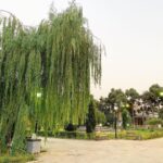 Mehrave Sharifinia Instagram - ' باید تکثیر بشم تا بتونم حین رانندگی اون تصویری رو که دلم می‌خواد، از شاخه‌های رقصانِ درختانِ بیدِ وسطِ اتوبانِ مدرس ثبت کنم. باید تکثیر بشم ولی در قطعِ خیلی کوچیک، مثلا اندازه‌ی وروجکِ آقای نجار با موهای نارنجیش یا خاله ریزه وقتی با قاشق سحرآمیزش کوچولو می‌شد. باید خودِ دومم در قطع کوچیک، بپره روی فرمون تا بتونه زاویه‌ی مورد نظر من رو ببینه، بعد اون آهنگی رو که از همه بیشتر دوست دارم پخش کنه و صبر کنه تا از خروجی جردن و اتوبان صدر عبور کنیم و به محض دیدن اولین شاخه‌‌ی پر برگِ بید‌ِ مجنون دکمه‌ی ضبط دوربین رو بزنه و این پاییزِ زیبا رو برام ثبت کنه. هر روز از ابتدای مدرس تا انتهای مدرس و هرشب از انتهای مدرس تا ابتدای مدرس رانندگی می‌کنم، در مسیر به آهنگ‌های فرانسوی گوش می‌دم و یاد هیچ خاطره‌ای نمی‌افتم چون اصلا زبانِ فرانسه بلد نیستم که معنی ترانه‌ها رو بفهمم، درنتیجه با خیال راحت از آهنگِ کلمات و نوای موسیقی لذت می‌برم و به این فکر می‌کنم که اگه الان خود دومم کنارم نشسته بود چه عکس‌های قشنگی از مدرس و بیدهای مجنون و پل طبیعت و این‌همه سرسبزی و زیبایی می‌گرفت. از درِ تالار وحدت که می‌رم تو، بید مجنونش صدام می‌کنه، می‌گه: “آهای... دختره... الان که پشت فرمون نیستی... نگاه کن! شاخه‌های منم دارن می‌رقصن...” نگاهش می‌کنم. راست می‌گه، شاخه‌هاش دارن تو باد می‌رقصن. با گوشی ازش عکس می‌گیرم. داد می‌زنه: “ببین... همش دنبال اون چیزهایی که «نمی‌شه» نباش، چشماتو باز کن و از چیزهایی که «می‌شه» لذت ببر... ما هر روز و هر شب این‌جا برات می‌رقصیم، فقط باید حواستو جمع کنی و نری تو هپروت، باید دور و‌ برت رو نگاه کنی، همه چیز قشنگه... اگه بلد باشی ببینی...” بهش لبخند می‌زنم و می‌رم. حواس اون از من پرت‌تره، تا حالا ده بار ازش عکس گرفتم ولی نفهمیده. ' ' ' 📷&📝 Mehrave ' #تالار_وحدت