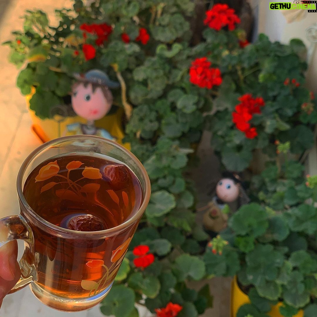 Mehrave Sharifinia Instagram - ' سوال: جمعهی خود را چگونه گذراندید؟ جواب: به نام خدا ساعت ۱۰:۳۰ صبح، با چشمهای باز به آسمان آبی و خورشیدِ کم رمقِ شهریور نگریستیم و به یأس فکر کردیم، به تصمیمهای ناگهانی، به روشن کردن شمع تولد، به مرگ، به انتخابِ چگونه مُردن. به اینکه اگر قرار بر خودکشی یا اعتراض باشد چرا باید وحشتناکترین راه را انتخاب کرد!؟ فکر کردیم آتش گرفتن و تمام شدن سختتر است یا ماندن و از درون سوختن؟ بعد فکر کردیم اگر آتش بگیریم و بسوزیم و نمیریم چه؟ وحشتناکتر نیست؟ ' اولین بار که فهمیدیم میشود سوخت و مُرد خیلی کوچک بودیم. دخترکی با پدرش به خانهی ما آمده بود که مادرم گفت به اتاق ببریمش و با او بازی کنیم و بعدتر گفت مادرش خودش را در حیاط خانهشان جلوی چشم دخترک با نفت سوزانده بود. دخترک به اتاق ما نیامد، پشت شلوار پدرش قایم شد و هیچوقت با ما بازی نکرد. بعد کمکم باسواد شدیم و در پایانِ موومانِ دومِ کتابِ «سمفونی مردگان» خواندیم که آیدا در برابر چشمان پسرش خودش را در آبادان به آتش کشید؛ و اولین شوکِ ناشی از زیستن در داستان را تجربه کردیم. چند سال بعد هم پدر بابت کاری به شهری رفت و وقتی برگشت قصهی تلخِ زندگی دخترهای مظلومی را تعریف کرد که تنها انتخابشان سوختن بود و آن تلخیها تبدیل شده بود به فیلمِ «بمانی» که دیدیمش و باز اشک ریختیم. ولی کمکم انگار قصهی زنان و دخترانی که بابتِ مقابله با ظلمِ فردی و رهایی از زندگیِ عذابآور میسوختند و میمردند، برای ما و برای همه عادی شد. حالا، این بار،...! ' حقیقت این است که ما هنوز در شوکِ سوختنِ آیدا و بمانی و نسیم و امثالِ آنها ماندهایم و دلمان برای سوختن آن مادرها و دخترهای مظلوم که از زندگیِ اجباریشان بیزار بودند و حتی وقتی شعلهور شده بودند هم فریادشان به جایی نمیرسید، بیشتر از هر زمان دیگری میسوزد... ' ' ' پینوشت: ۱.شمعدونیها غرق گل شدن،این یعنی پاییز داره میاد🍁🍂 ' ۲.زندگی رسمی جمعه رو با دیدن یک استوری شروع کردم که خیلی بهم چسبید❤️اصلا انتظارش رو نداشتم. ' ۳.نیاز مبرمی به انرژی مثبت و جملهی «من میتوانم» دارم.💪🏻 ' ۴.این مدت چقدر کتاب معمولی خوندم🤦🏻♀️ به جز دو سه تا، بقیه همه حوصلهم رو سر بردن! حالا که حرفش شد اگه هنوز «سمفونی مردگان» نوشتهی عباس معروفی رو نخوندید حتما بخونید.📚 ' ۵.امروز همهی چیزهایی که میشد نوشت تکراریه به جز خوردن لوبیاپلوی خواهرپز که به غایت خوشمزه بود👌🏻 چیزهایی که نمیشه نوشت هم که کماکان نمیشه نوشت... ' #جمعه #روزمرگی #روزمرِگی