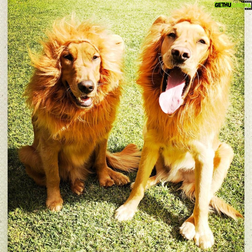 Melissa McCarthy Instagram - My new lion cubs are excited about @lifeofthepartymovie