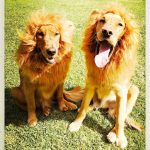 Melissa McCarthy Instagram – My new lion cubs are excited about @lifeofthepartymovie