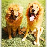 Melissa McCarthy Instagram - My new lion cubs are excited about @lifeofthepartymovie