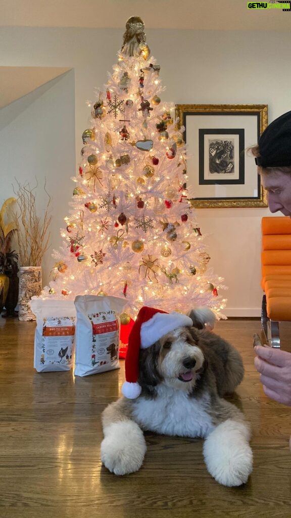 Michael Blakey Instagram - 🎄 🎅🏼 🎁 Wishing everyone a Very Merry Christmas full of joy, laughter and in Humphrey’s case @doctorharveys treats 🐶 ~~~~~~~~~~ In it to win it ! ~~~~~~~~~~ #producermichael #inittowinit #christmas #xmas #presents #christmastree #dog #bernedoodle #treats #joy @doctorharveys North Pole , Santa Workshop