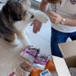 Michael Blakey Instagram - When Humphrey’s @doctorharveys food arrives ! Always treat your pets like family, they deserve only the very best … ~~~~~~~~~~ In it to win it ! ~~~~~~~~~~ #producermichael #dogsofinstagram #dog #puppy #watch #patekphilippe #wristshot