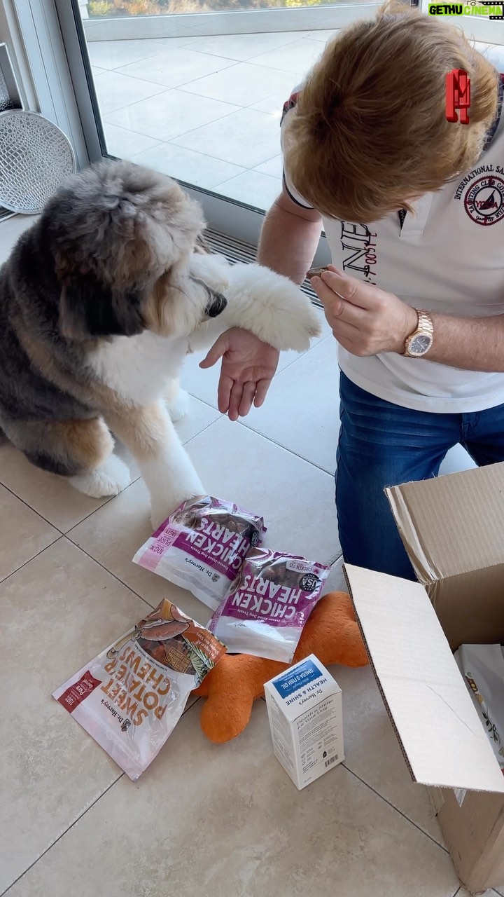 Michael Blakey Instagram - When Humphrey’s @doctorharveys food arrives ! Always treat your pets like family, they deserve only the very best … ~~~~~~~~~~ In it to win it ! ~~~~~~~~~~ #producermichael #dogsofinstagram #dog #puppy #watch #patekphilippe #wristshot