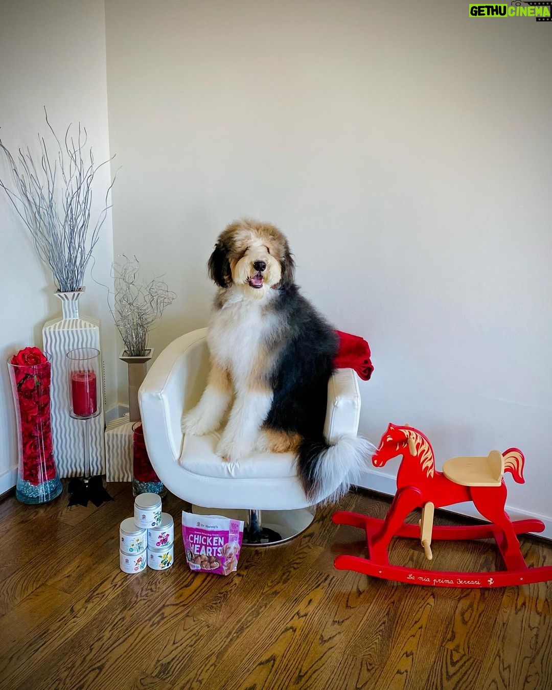 Michael Blakey Instagram - Humphrey’s corner! Sat in his chair guarding his favorite @doctorharveys Chicken Hearts and supplements Treat your dog like family and please don’t forget to give them healthy supplements. After all you adopted them and they deserve only the best … ~~~~~~~~~~ In it to win it ! ~~~~~~~~~~ Beverly Hills, California