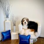 Michael Blakey Instagram - Happy Birthday Humphrey! It’s amazing how time flies, it’s his 1st birthday🎂 today and it just seems like yesterday when he became a family member. He’ll be spoiled today with lots of @doctorharveys treats and some new toys 🐶 ~~~~~~~~~~ In it to win it ! ~~~~~~~~~~ Beverly Hills, California