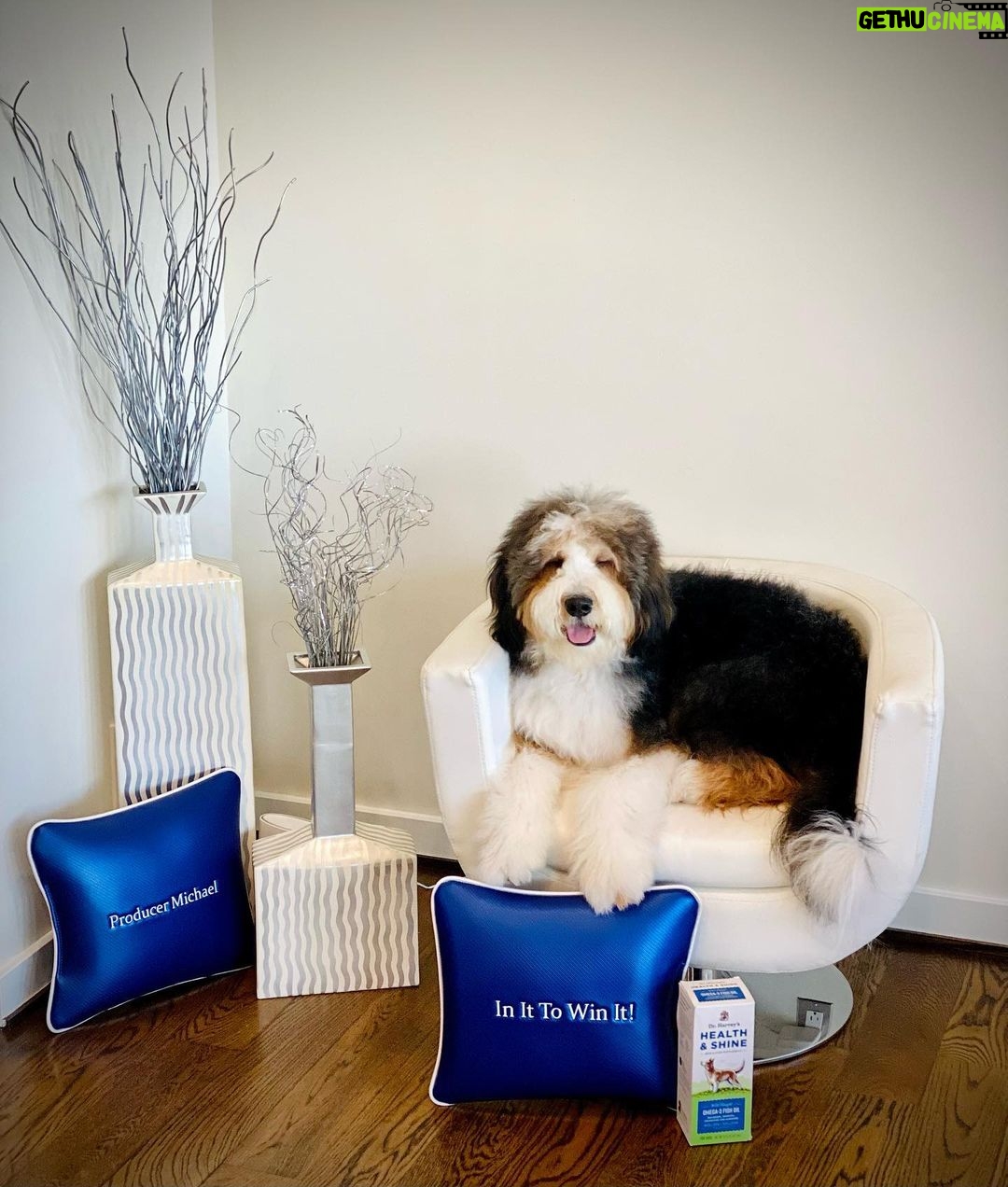 Michael Blakey Instagram - Happy Birthday Humphrey! It’s amazing how time flies, it’s his 1st birthday🎂 today and it just seems like yesterday when he became a family member. He’ll be spoiled today with lots of @doctorharveys treats and some new toys 🐶 ~~~~~~~~~~ In it to win it ! ~~~~~~~~~~ Beverly Hills, California