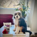 Michael Blakey Instagram - Sunday Funday ! Spend the day with someone you love and make sure they get a great meal ! One of the reasons Humphrey knows I truly love him, is because I only feed him @doctorharveys human grade food. I’ve actually tasted it and it’s yummy 😋 Humphrey and I wish you a great Sunday … ~~~~~~~~~~ In it to win it ! ~~~~~~~~~~ Beverly Hills, California