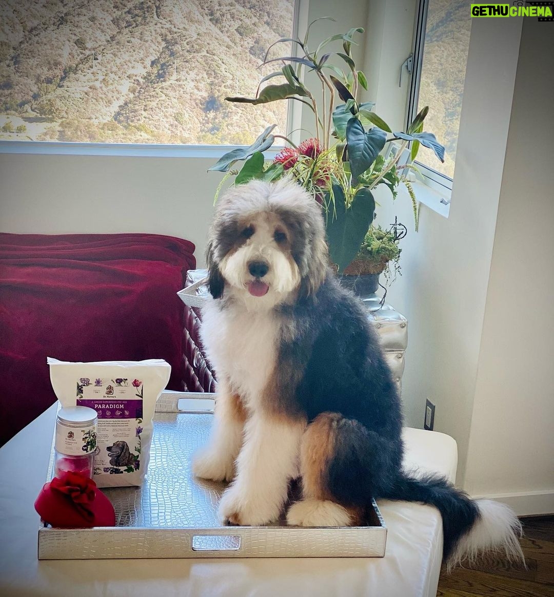 Michael Blakey Instagram - Sunday Funday ! Spend the day with someone you love and make sure they get a great meal ! One of the reasons Humphrey knows I truly love him, is because I only feed him @doctorharveys human grade food. I’ve actually tasted it and it’s yummy 😋 Humphrey and I wish you a great Sunday … ~~~~~~~~~~ In it to win it ! ~~~~~~~~~~ Beverly Hills, California