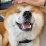 Michael Bublé Instagram - Today I discovered that people are using “It’s A Beautiful Day” to show us their doggos! Some days are just better than others. 🙌🏻🐶