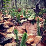 Michael Malarkey Instagram - had a magical time in the great smoky mountains celebrating my mama’s 60th birthday; she has truly given her life to serving other people and the environment and i am so proud of the waves she is making for ecological regeneration and biodiversity in her work. 60 is a big one! give her a shout if ya can! ;)) @nadiamalarkey