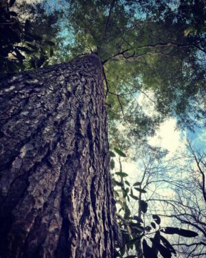 Michael Malarkey Instagram - had a magical time in the great smoky mountains celebrating my mama’s 60th birthday; she has truly given her life to serving other people and the environment and i am so proud of the waves she is making for ecological regeneration and biodiversity in her work. 60 is a big one! give her a shout if ya can! ;)) @nadiamalarkey