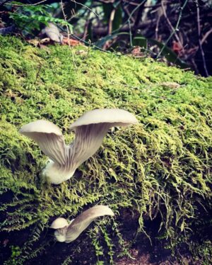 Michael Malarkey Instagram - had a magical time in the great smoky mountains celebrating my mama’s 60th birthday; she has truly given her life to serving other people and the environment and i am so proud of the waves she is making for ecological regeneration and biodiversity in her work. 60 is a big one! give her a shout if ya can! ;)) @nadiamalarkey
