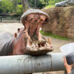 Michael Phelps Instagram - Thank you @sandiegozoo for making our visit extra special 🥰 each of the wildlife specialists we encountered and our guide made the day that much better. If I had to pick a moment, ok maybe 2, the hippos 🦛 and being patient for the polar bears 🐻‍❄️ stand out ❤️ ok wait maybe the grandma giraffe named Nicky ☺️ San Diego Zoo