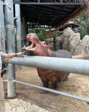 Michael Phelps Instagram - 100 acres and over 12000 rare and endangered animals @sandiegozoo …. Do you think we covered all of em today?!? 🦛🦒🦁🐆🐻