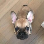 Michael Phelps Instagram - We had some pretty awesome times buddy…. Thanks for being such a bad ass dog! Love ya and will always miss ya ledgey 🥺 Say hi to Juno and herm for us! Rip buddy…