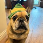 Michael Phelps Instagram - We had some pretty awesome times buddy…. Thanks for being such a bad ass dog! Love ya and will always miss ya ledgey 🥺 Say hi to Juno and herm for us! Rip buddy…