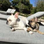Michael Phelps Instagram - We had some pretty awesome times buddy…. Thanks for being such a bad ass dog! Love ya and will always miss ya ledgey 🥺 Say hi to Juno and herm for us! Rip buddy…