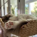 Michelle Pfeiffer Instagram – It’s the 🐾 that get me 💕