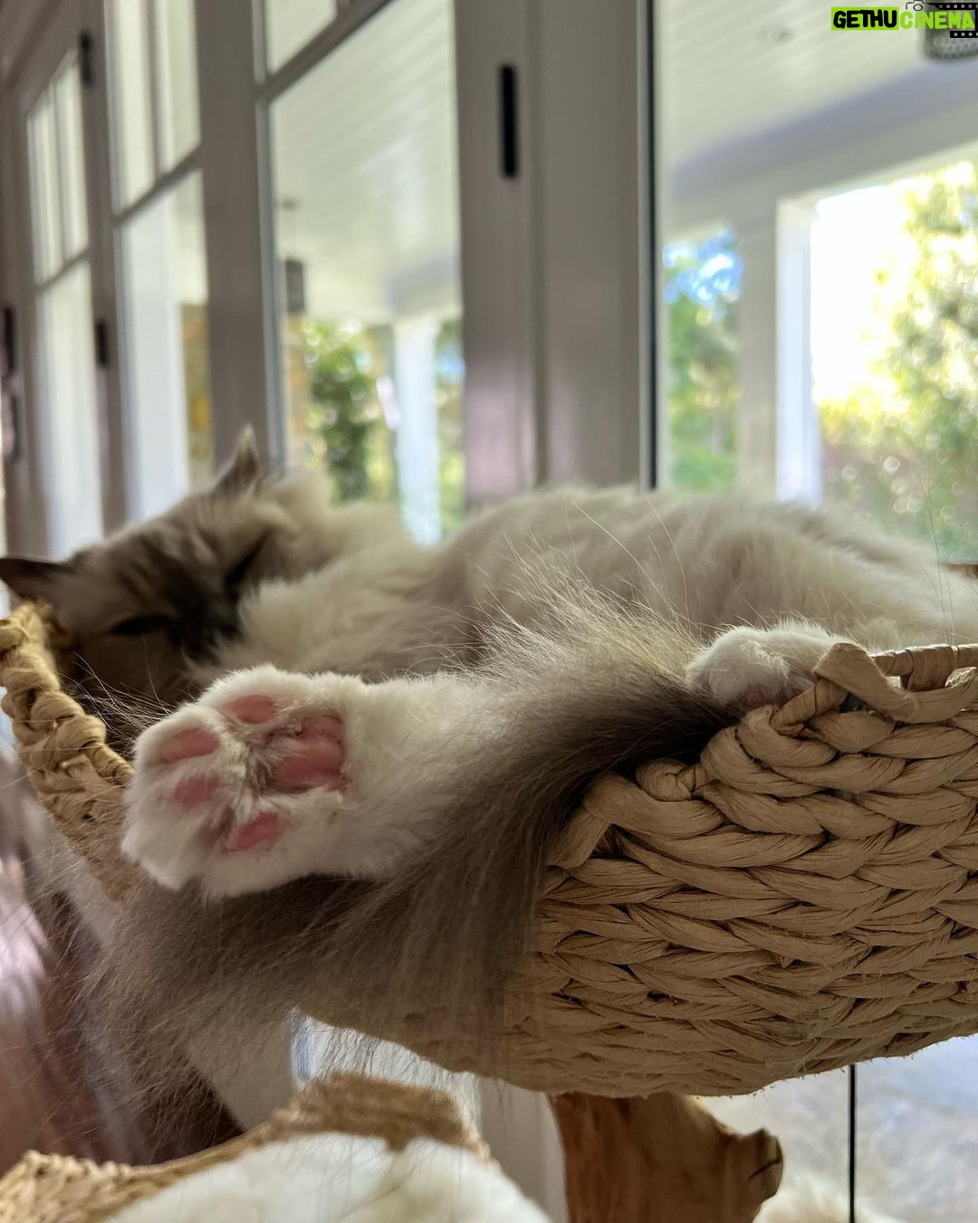 Michelle Pfeiffer Instagram - It’s the 🐾 that get me 💕